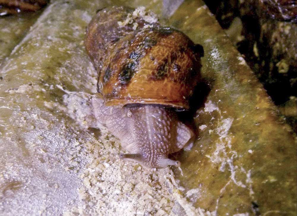 Helix aspersa eating